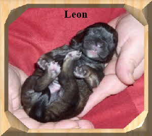Leon der Löwe in Zobel