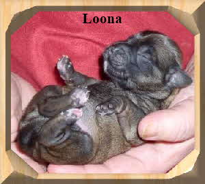 Loona die Zweitgeborene