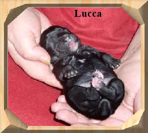 Lucca der Blacky